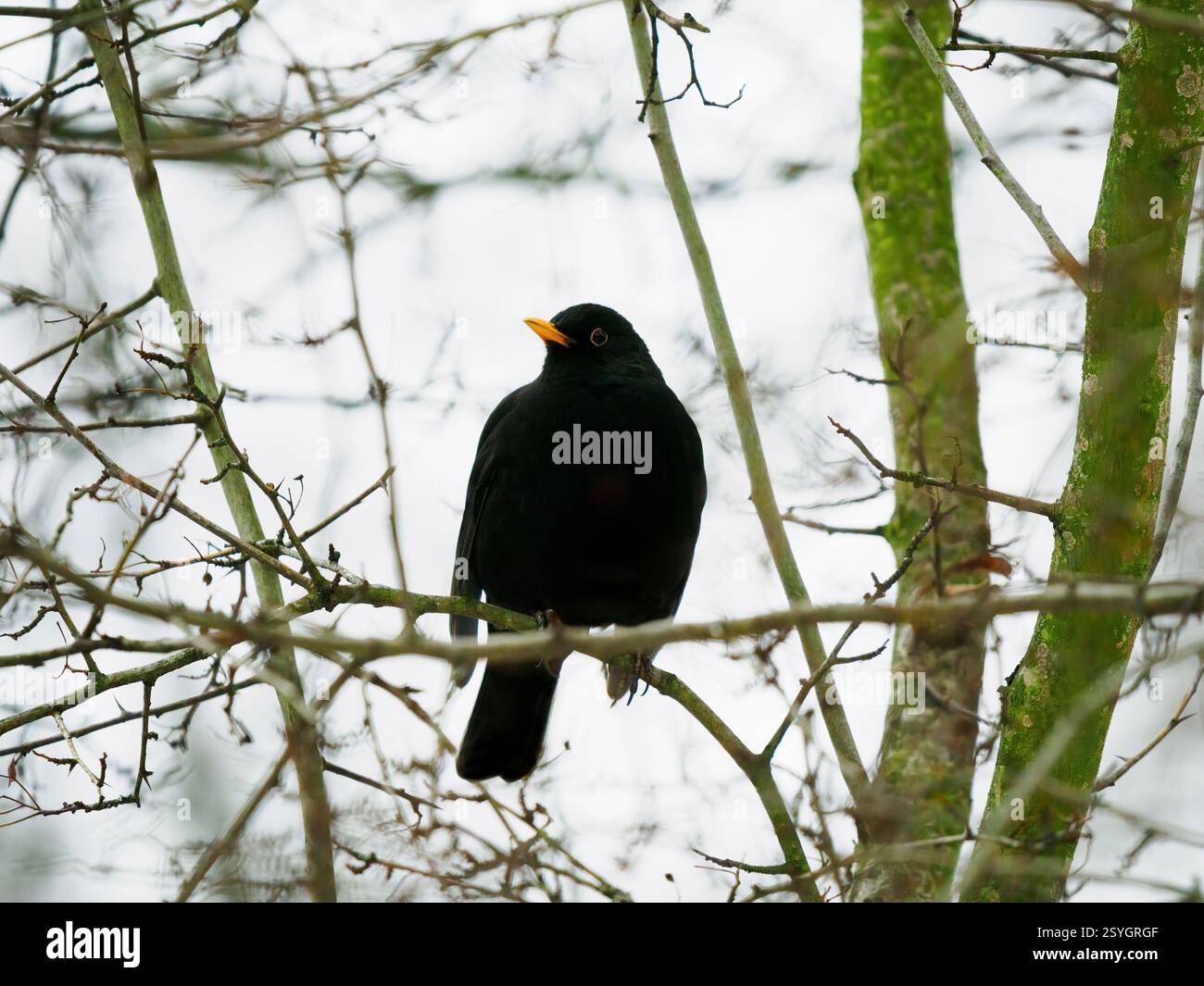 blackbird sitting on a tree branch in the forest in winter Stock Photo