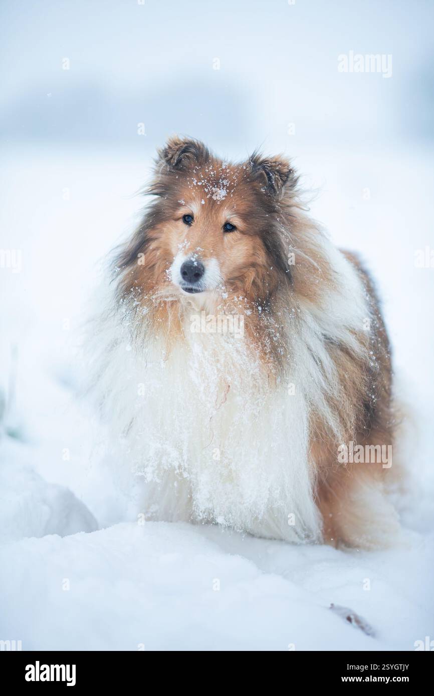 Long haired rough collie outside in winter snow Stock Photo