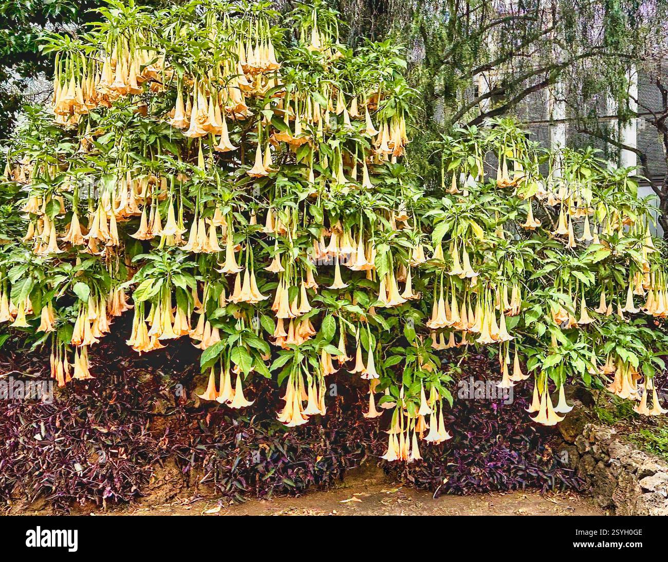 Brugmansia Suaveolens Orange Angel Trumpet - 10 Seeds