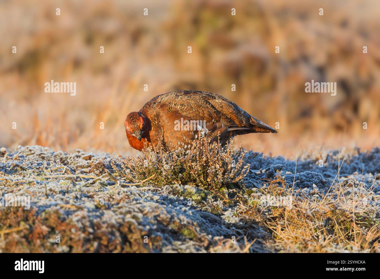 Male red grouse (Lagopus lagopus scotica) adult foraging  in warm light on frost covered moorland with frost on its tail feathers - Stock Image