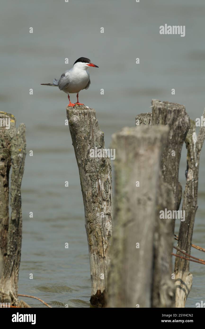 Common tern (Sterna hirundo) adult perched on an old wooden post in bright light and set against blue/grey water - Stock Image