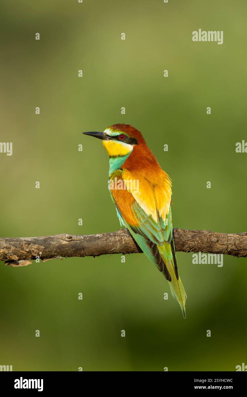 European bee-eater (Merops apiaster) adult rear view with head turned to one side, in full breeding plumage against a green background - Stock Image