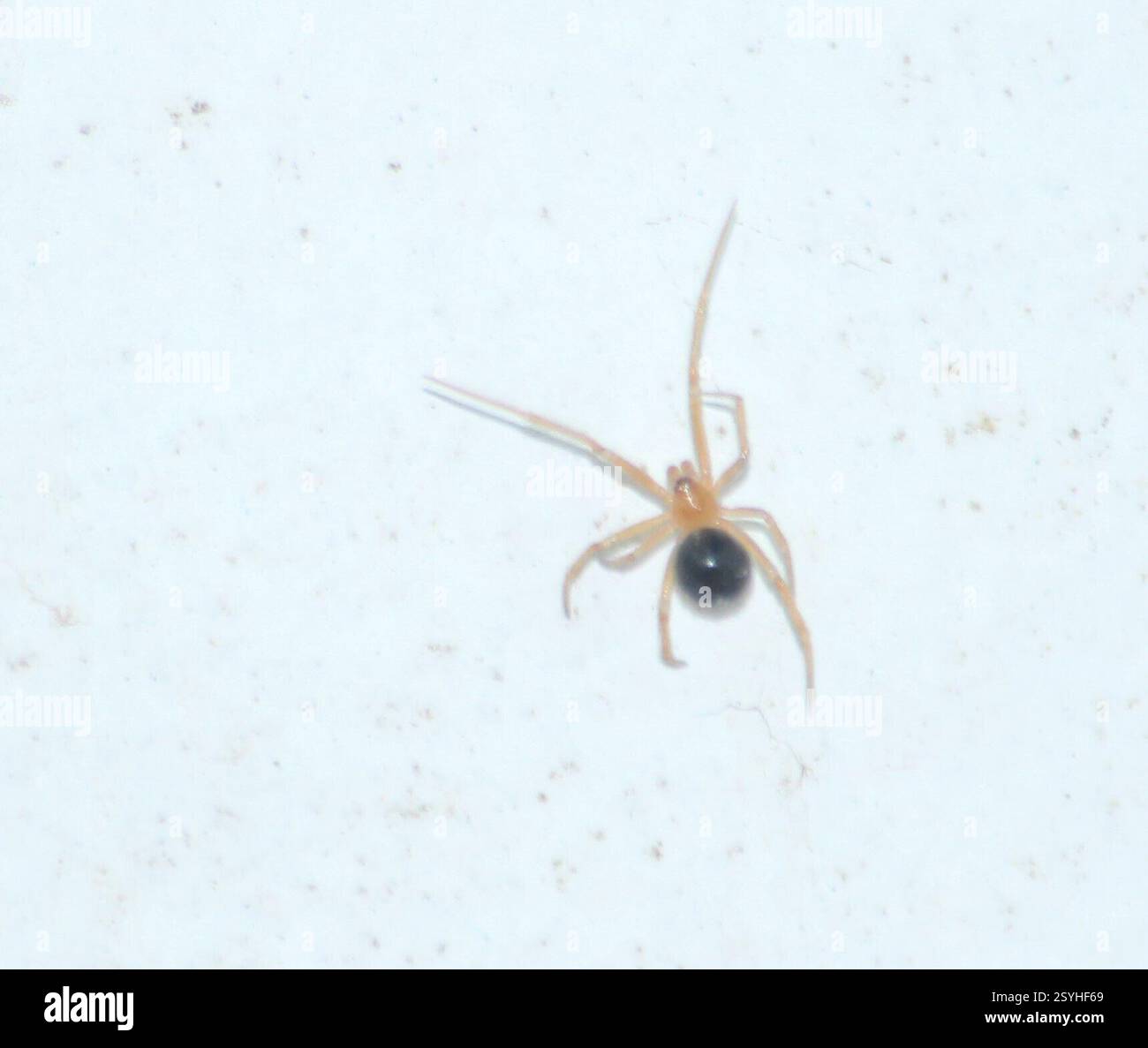 Red House Spider (Nesticodes rufipes), Arachnida, Siderbhan Estate
