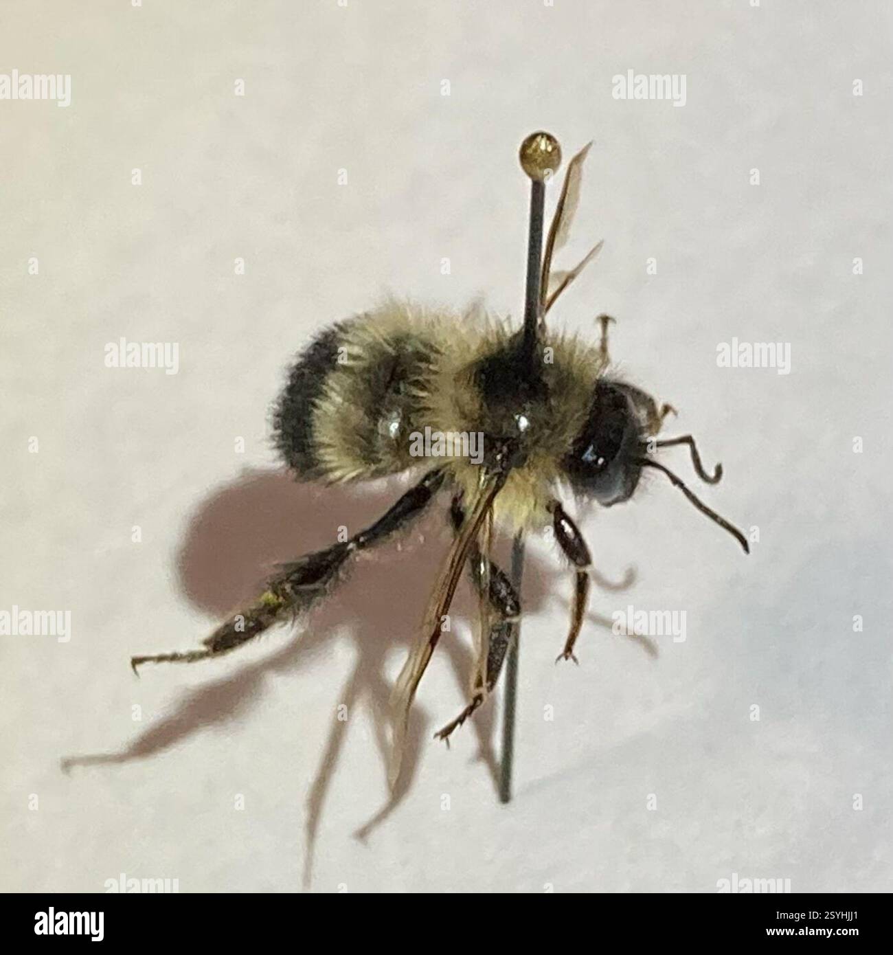 White Fish Insect Bombus sandersoni hi-res stock photography and images - Alamy