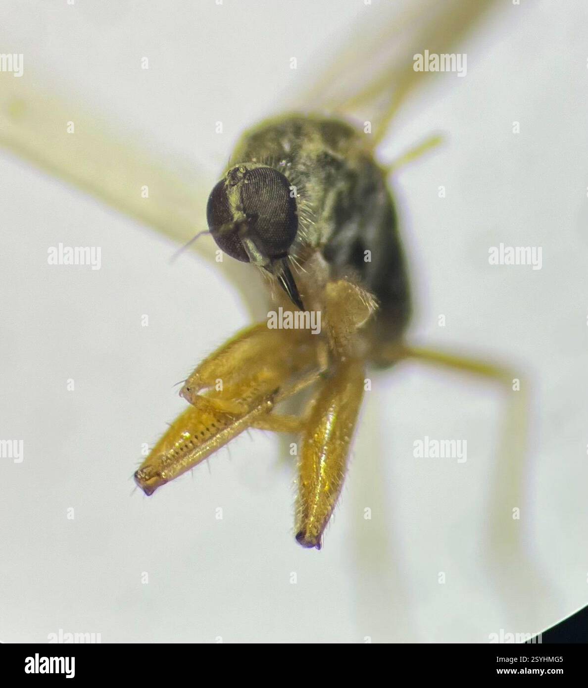 (Platypalpus), Insecta, Fort Kearny State Park, Kearney, NE, US, 2mm ...