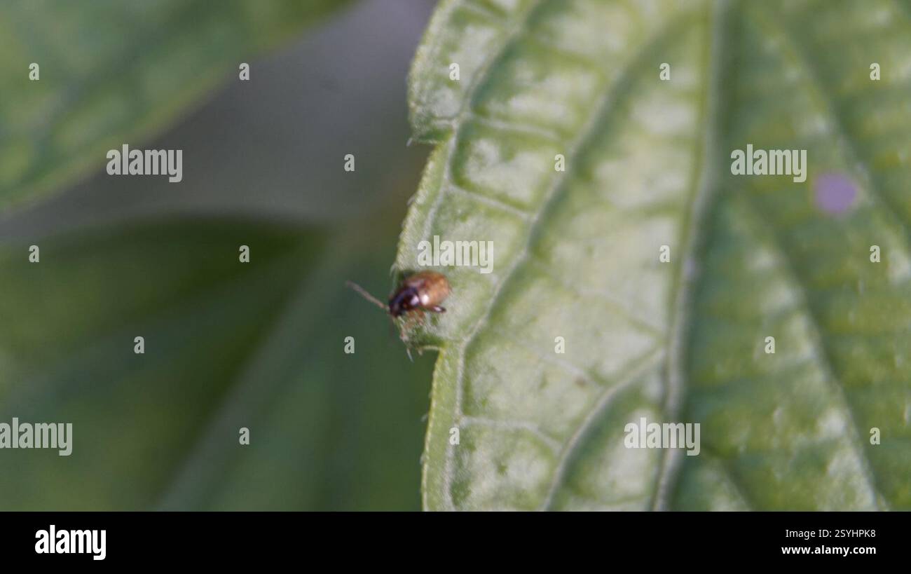 Flea Beetles (Alticini), Insecta, West Virginia, US, roughly the size ...