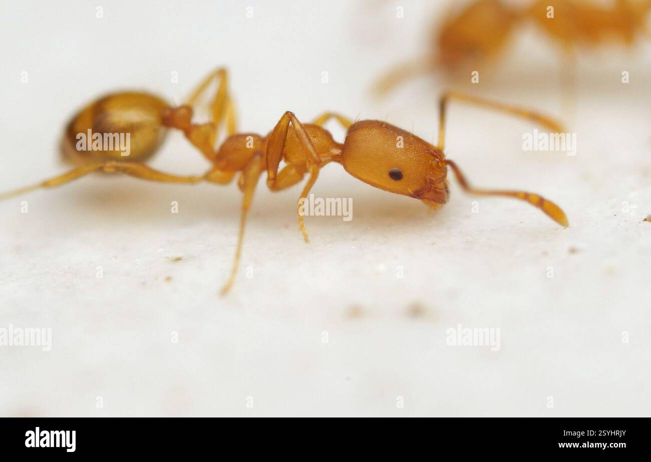 Pharaoh Ant (Monomorium pharaonis), Insecta, Madang District, Papua ...