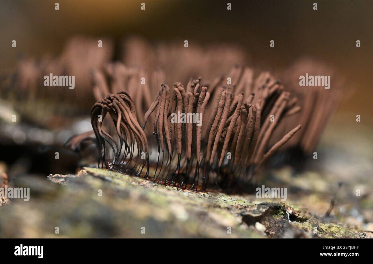 Stemonitis Splendens chocolate tube slime (Stemonitis splendens), Protozoa, 中国江西省上饶市婺源县 ...