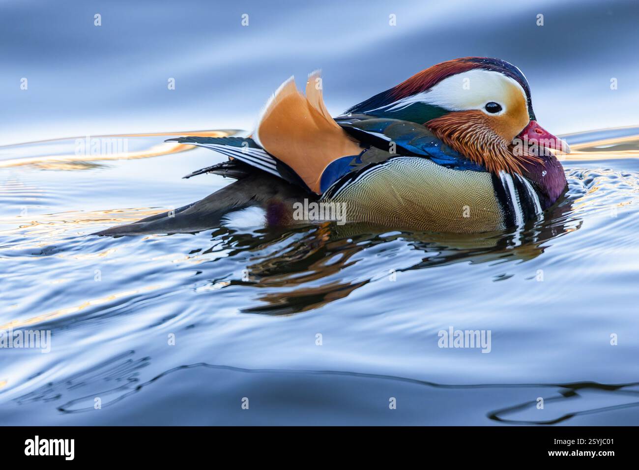 Close up portrait of a colorful male mandarin duck swimming in the ...