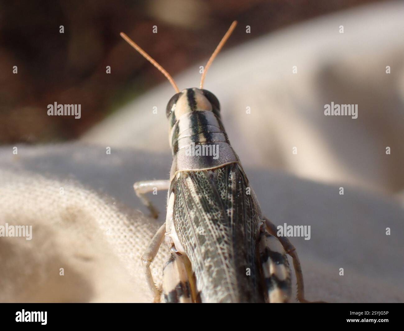 Thistle Grasshopper (Aeoloplides turnbulli), Insecta, Val Marie, SK S0N ...