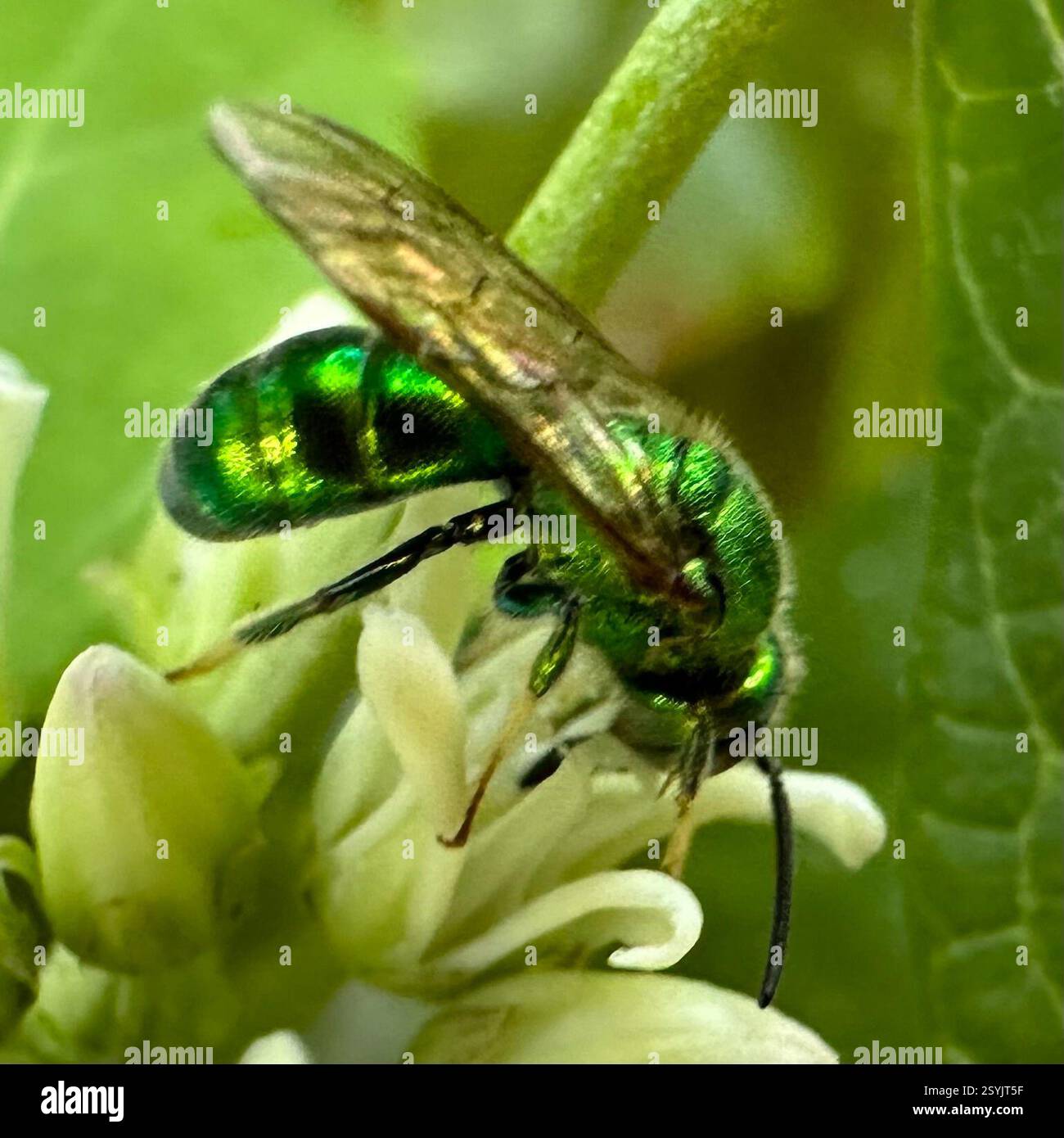 Paraugochloropsis hi-res stock photography and images - Alamy