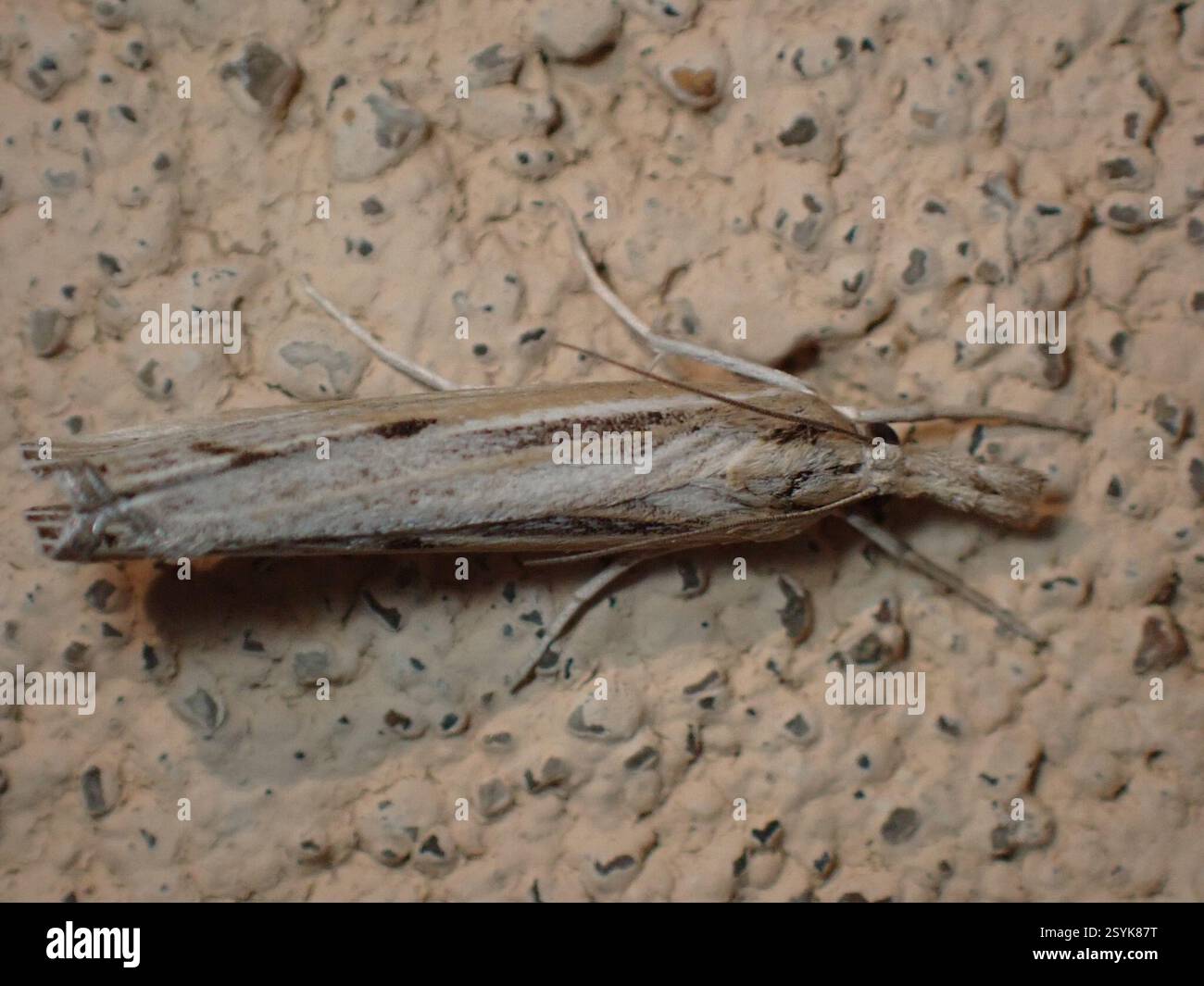 Trissecta Sod Webworm Moth (Pediasia trisecta), Insecta, Val Marie, SK S0N 2T0 ...