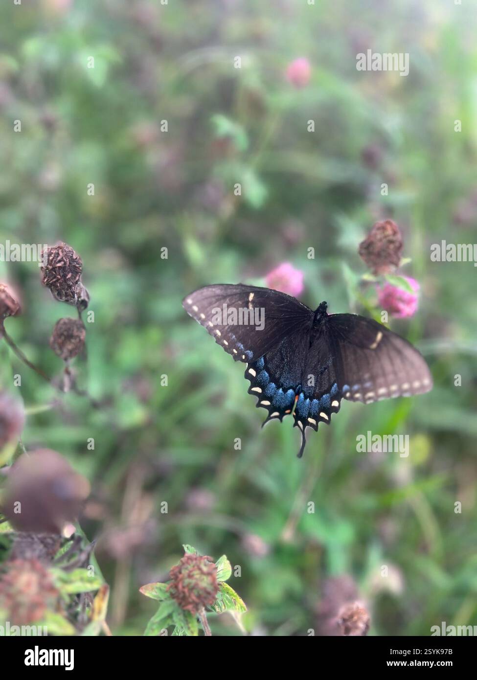 Eastern Tiger Swallowtail (Papilio glaucus), Insecta, KY-120 ...