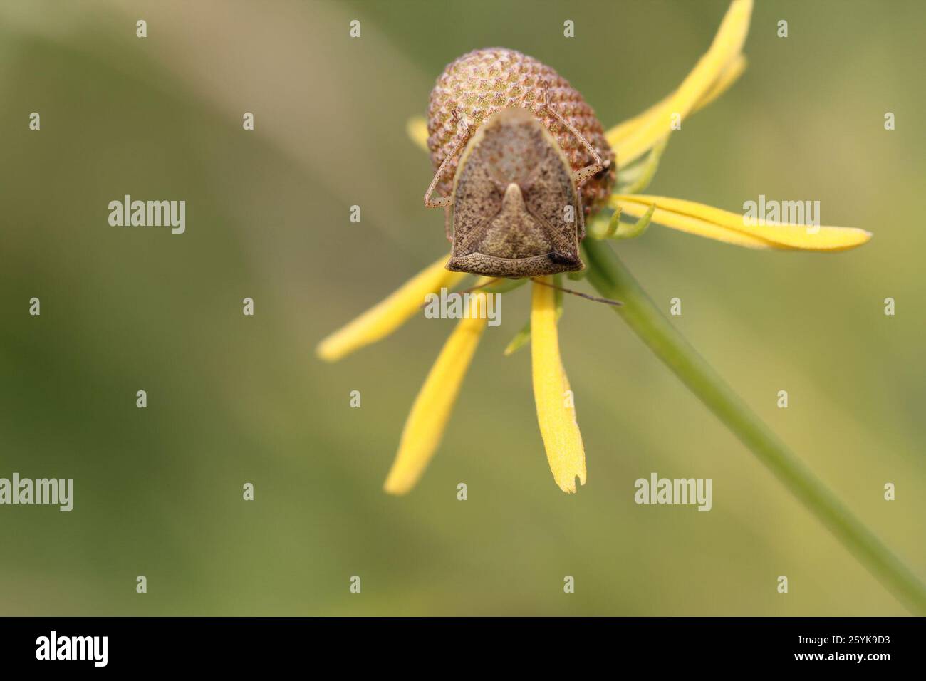 Stink Bugs, Shield Bugs, and Allies (Pentatomoidea), Insecta, Old Plank ...