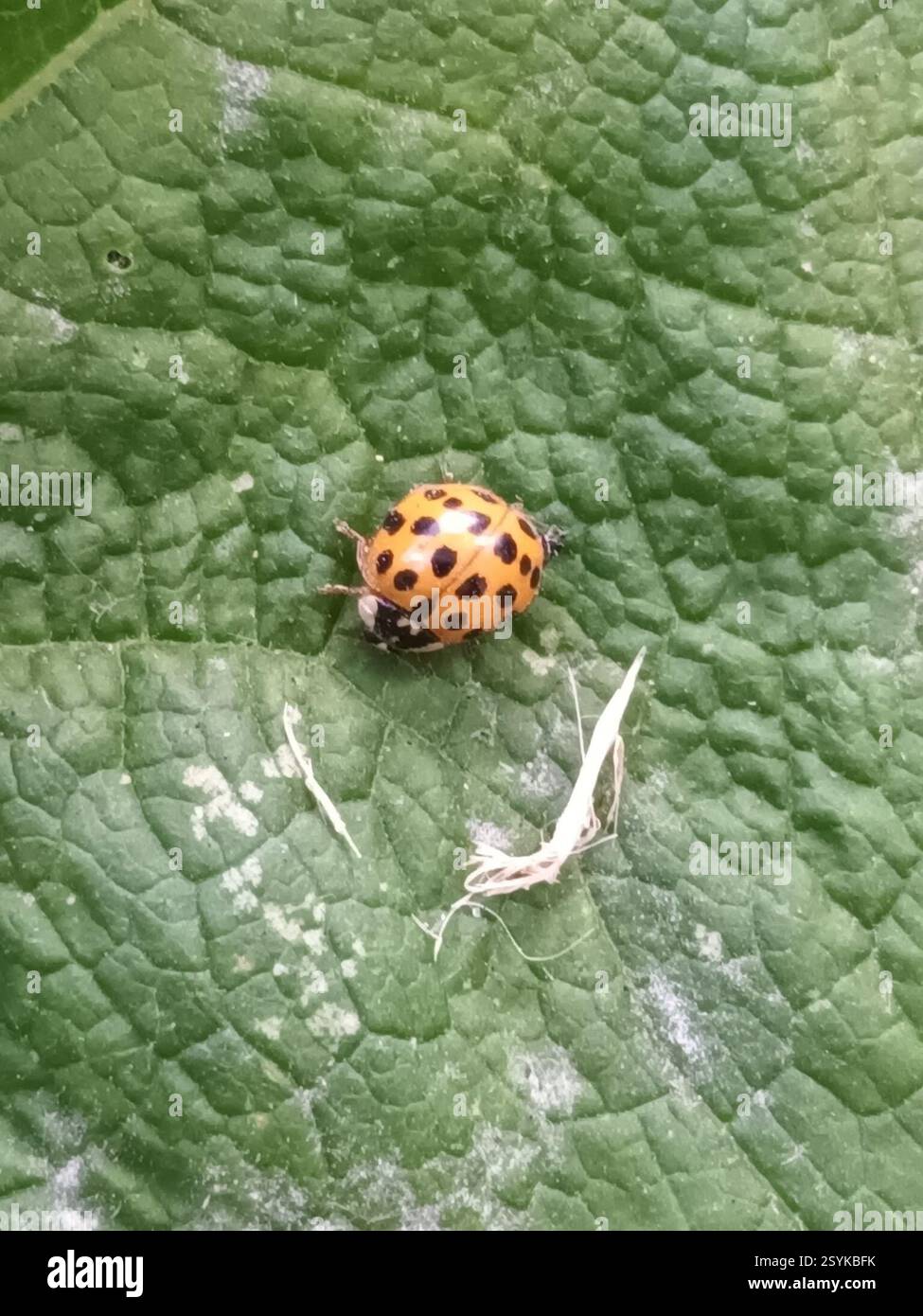Norfolk Insects Asian Lady Beetle (Harmonia axyridis), Insecta, Norfolk, UK Stock Photo ...