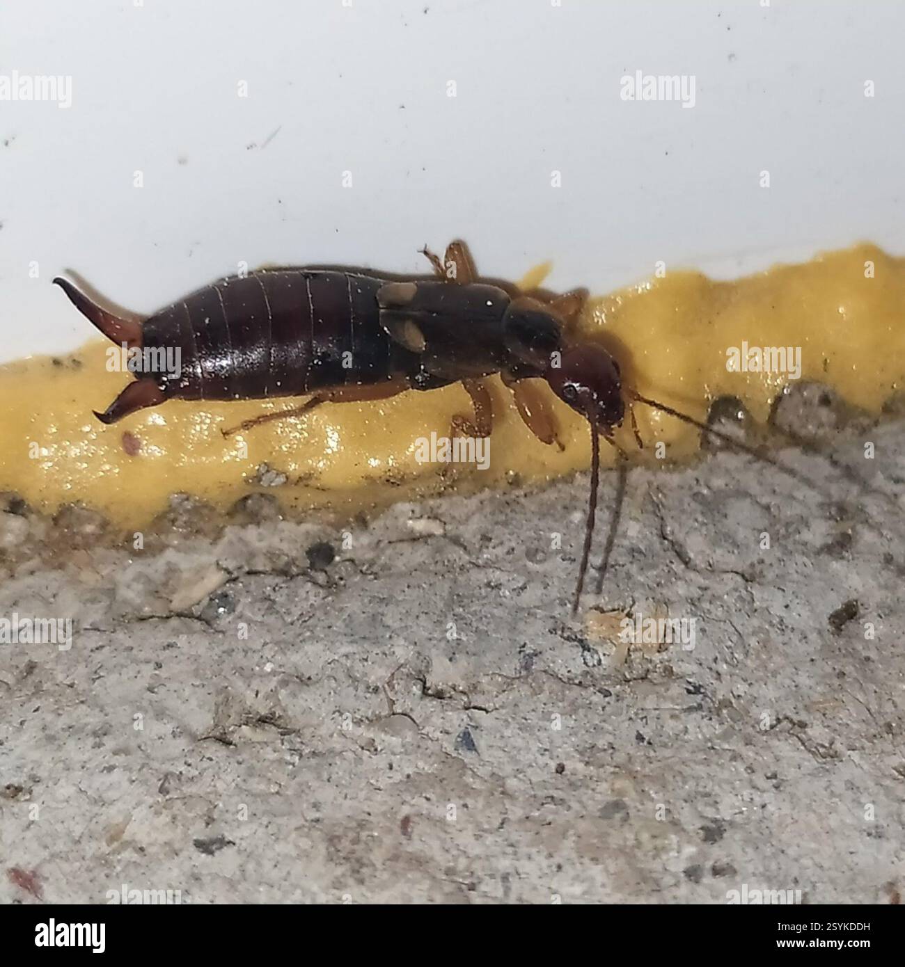 European Earwig Complex (Forficula auricularia), Insecta, Луговое ...