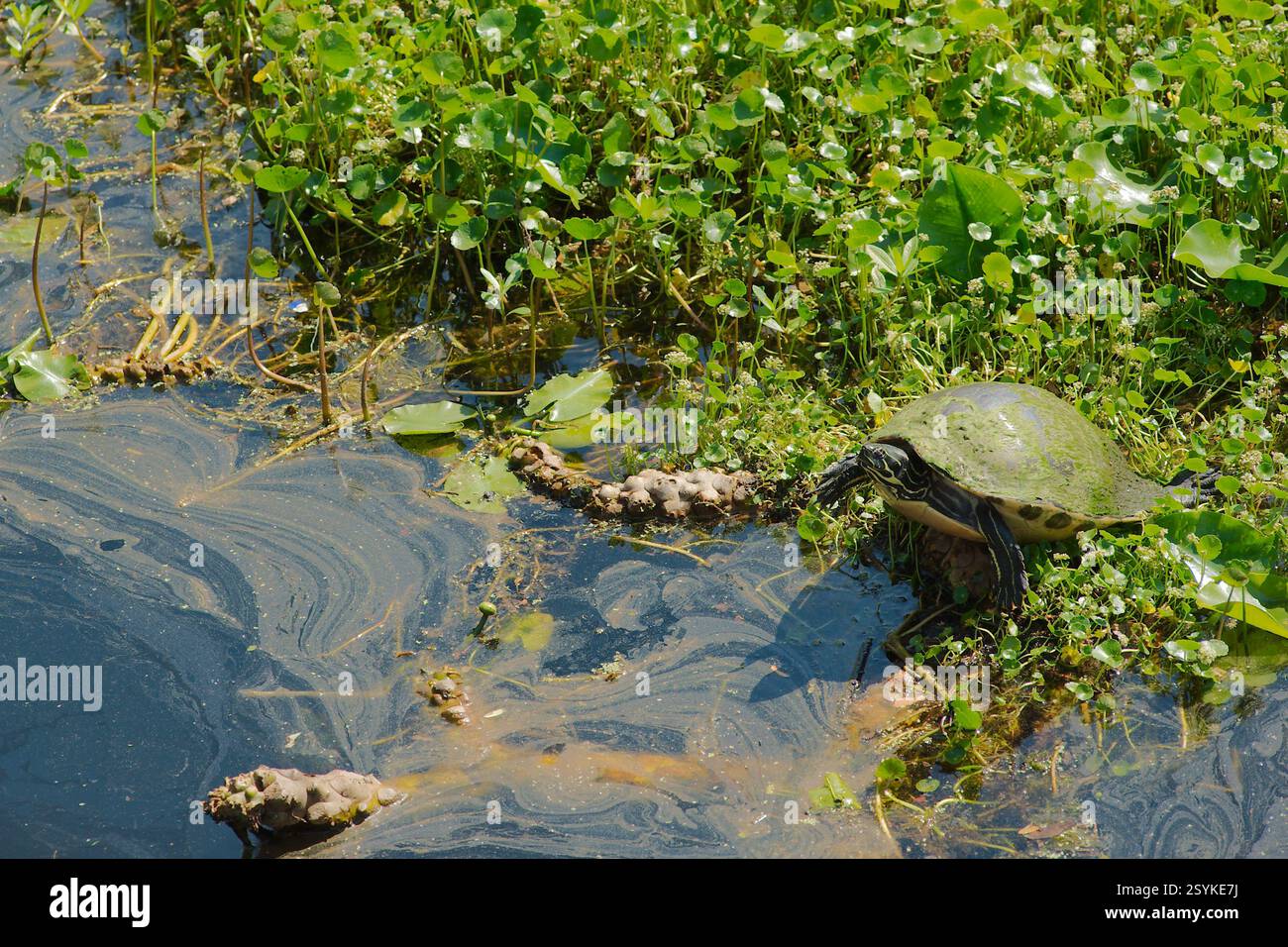 Isolated turtle with a Greenish tint algae  on top of shell. Sunning on the edge of calm murky water with sea weeds and grass. Wide view room for copy Stock Photo