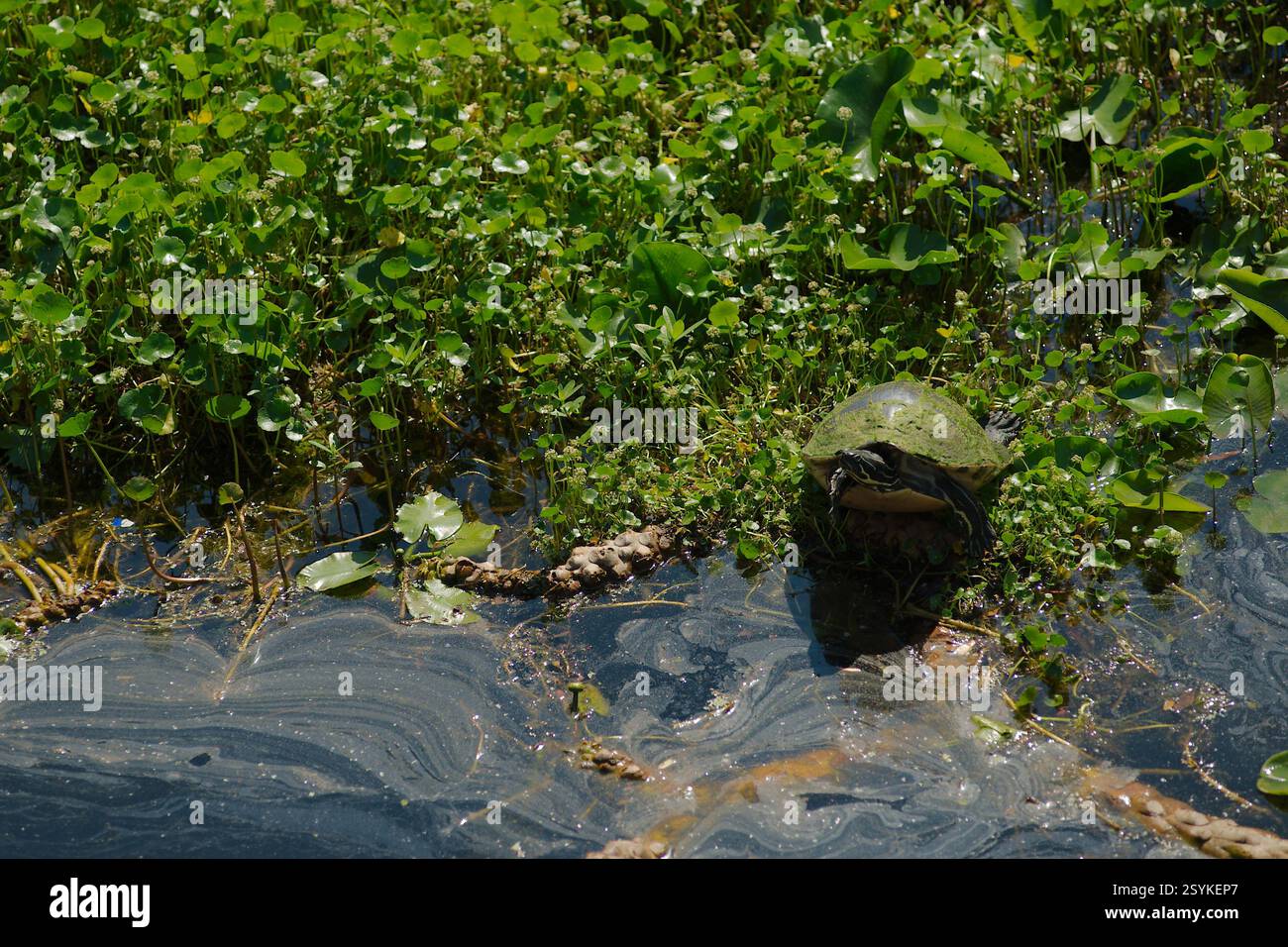 Isolated turtle with a Greenish tint algae  on top of shell. Sunning on the edge of calm murky water with sea weeds and grass. Wide view room for copy Stock Photo