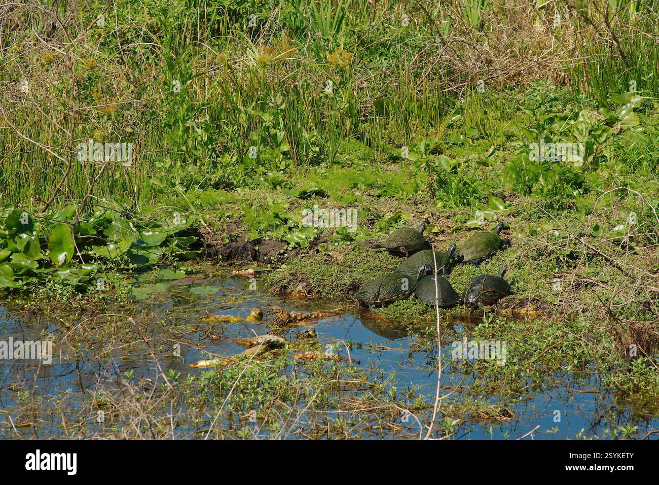 Multiple turtles with a Greenish tint algae  on top of shell. Sunning on the edge of calm murky water with sea weeds and grass. Wide view room for cop Stock Photo