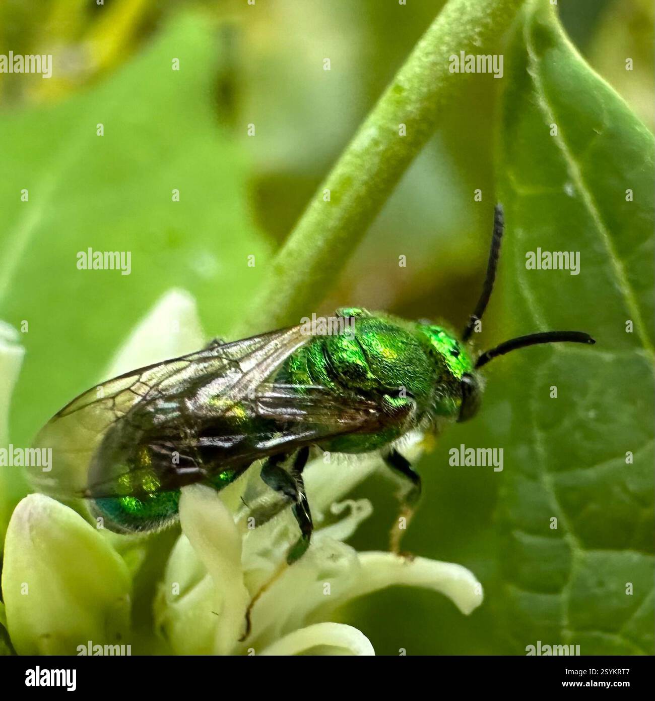 (Paraugochloropsis), Insecta, Kentucky, US Stock Photo - Alamy
