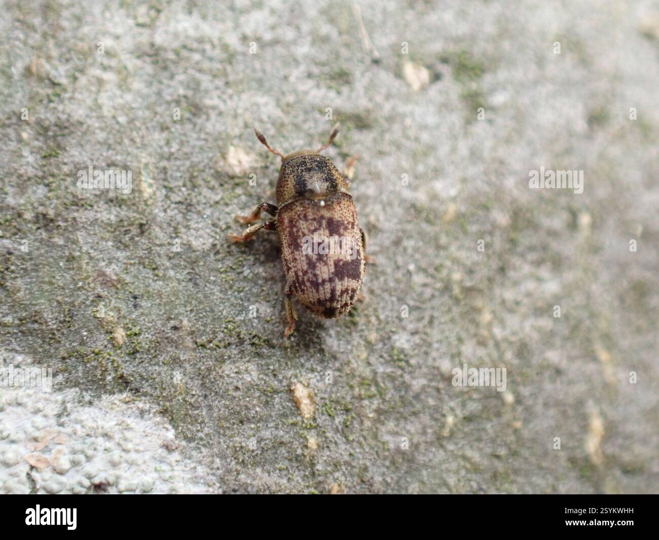 (Hylesinus varius), Insecta, North Berwick EH39, UK, On Fraxinus ...
