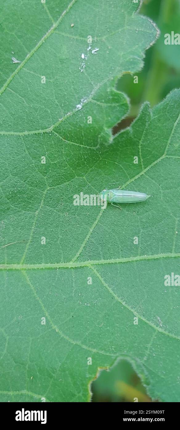 Kolla hi-res stock photography and images - Alamy