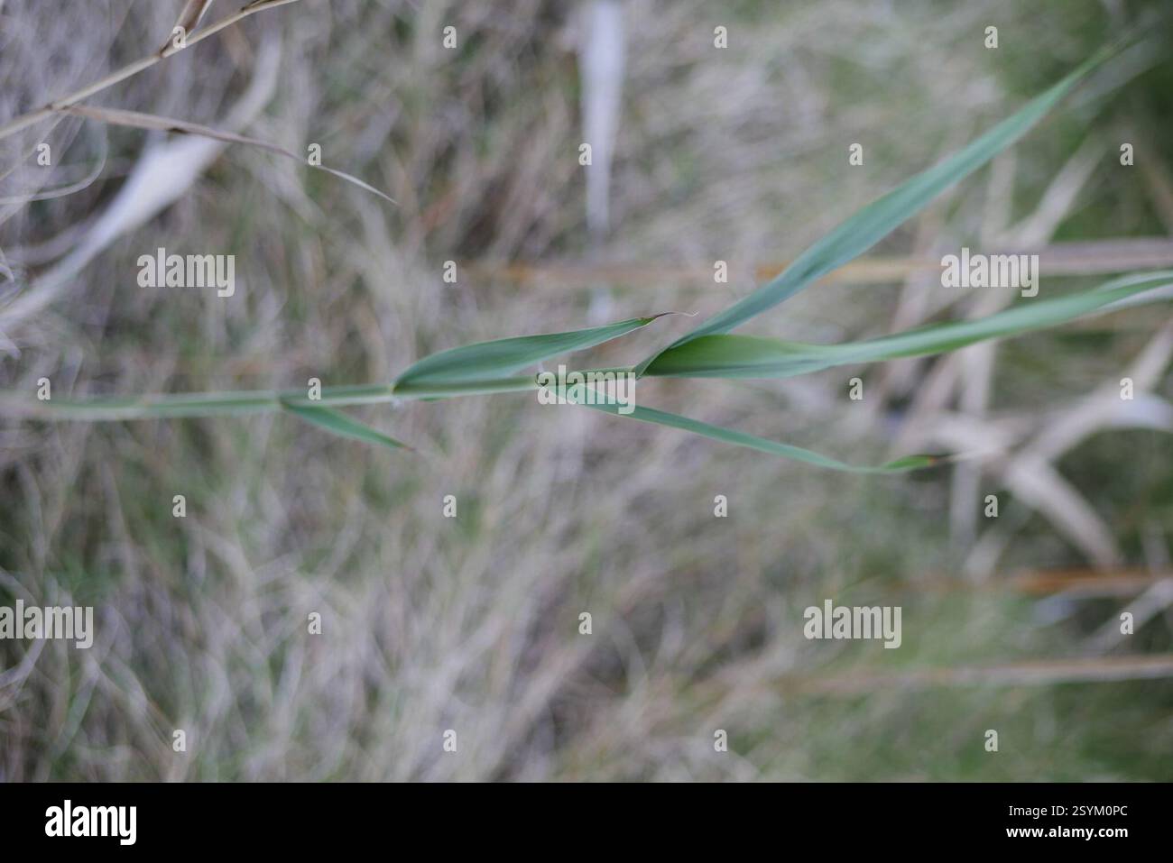 Australian Reed Types Phragmites australis australia hi-res stock photography and images - Alamy