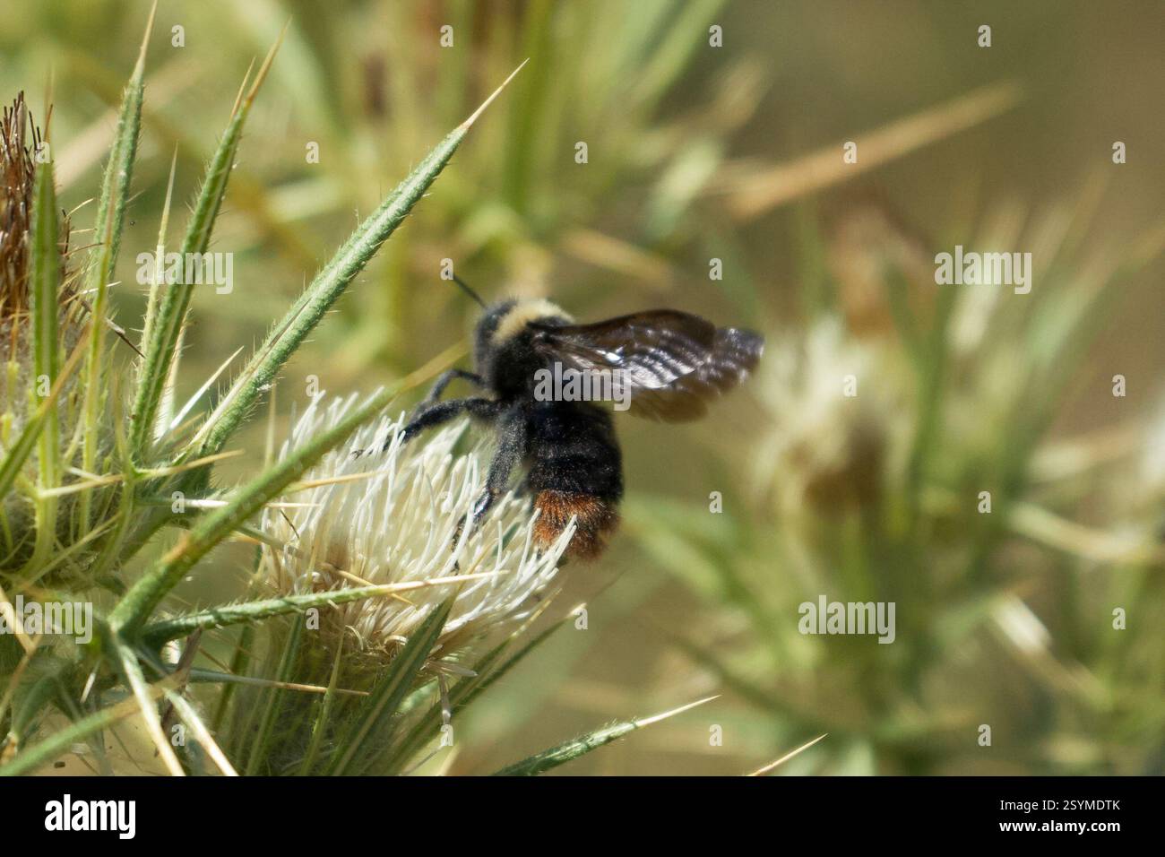 Hill Cuckoo Bumble bee (Bombus rupestris), Insecta, Parco Nazionale ...