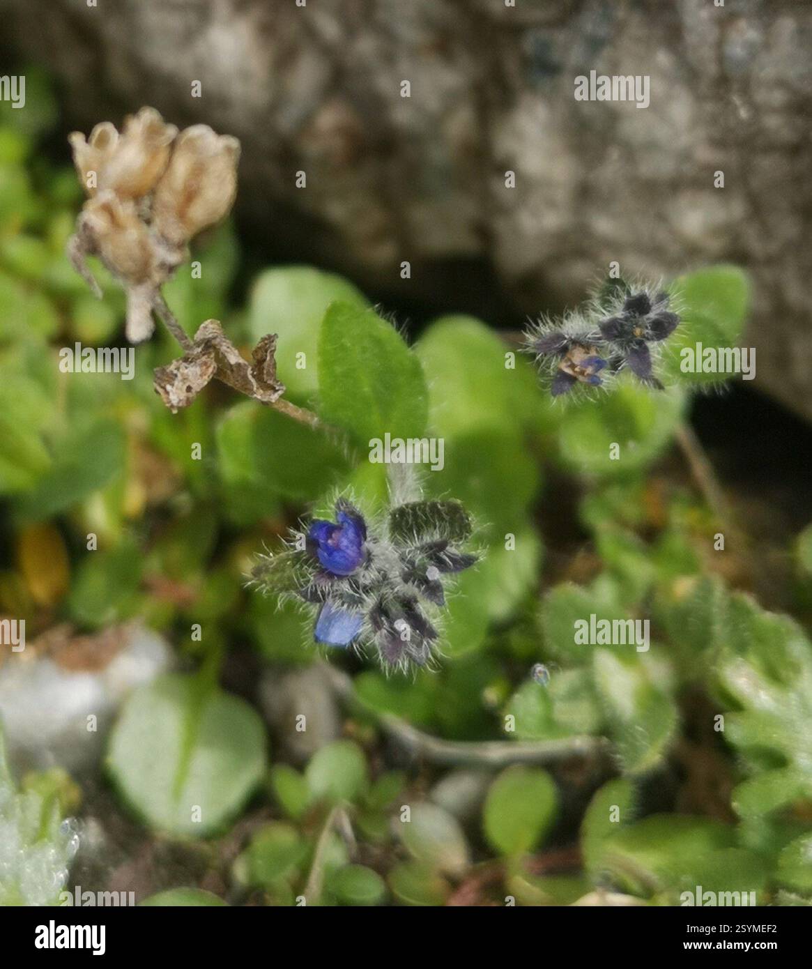 Alpine speedwell veronica alpina hi-res stock photography and images ...