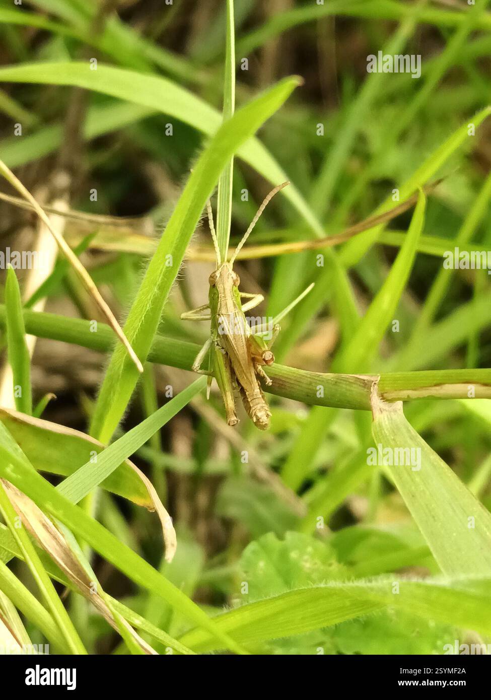 Boston Insects Meadow Grasshopper (Pseudochorthippus parallelus), Insecta, Wyberton ...