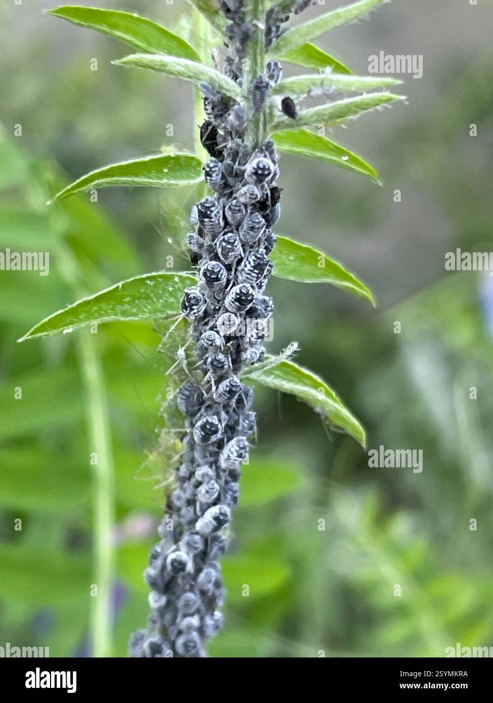 Aphis craccae hi-res stock photography and images - Alamy