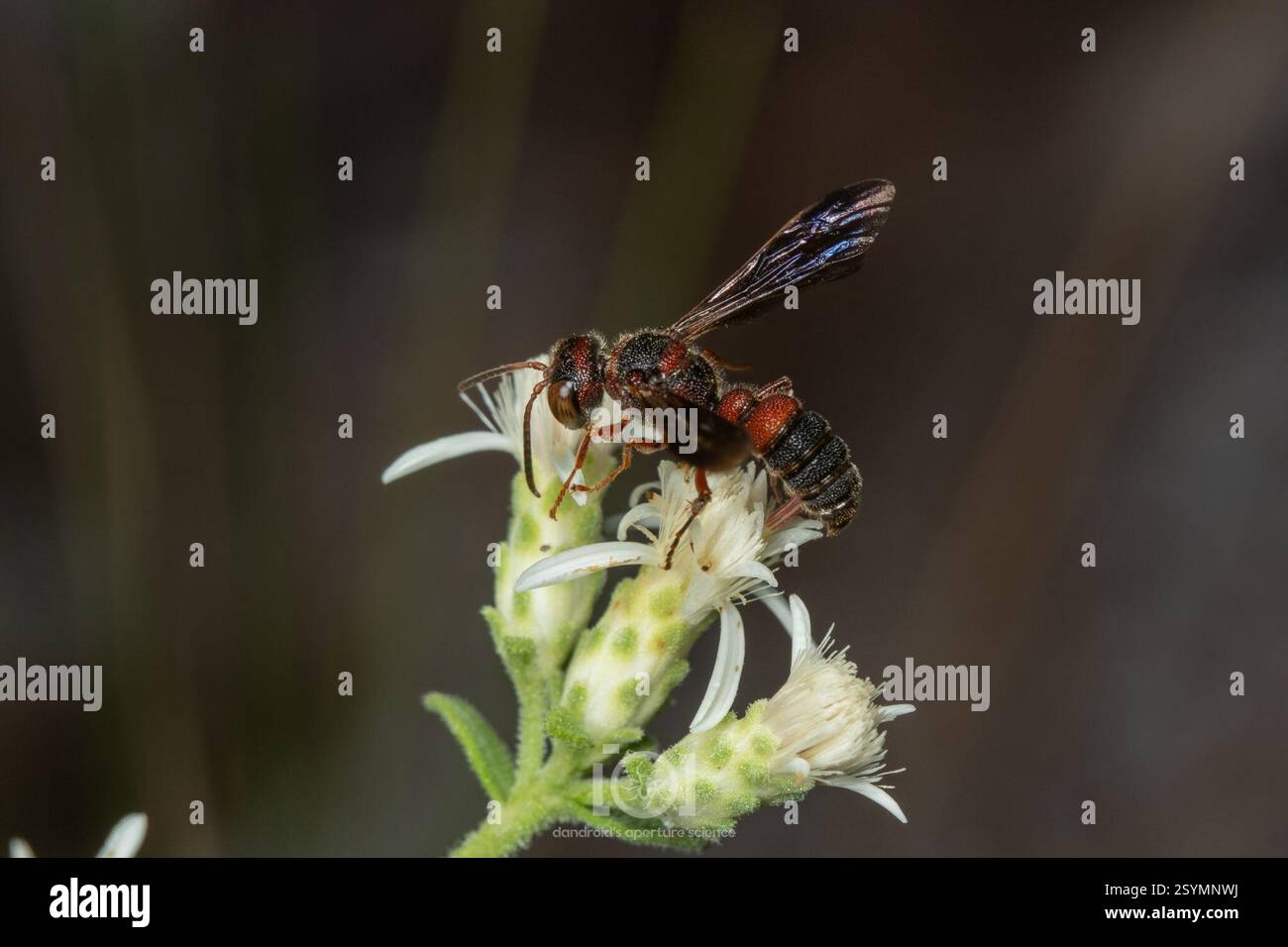 Typical Weevil Wasps and Allies (Cerceris), Insecta, Chimney Lakes ...