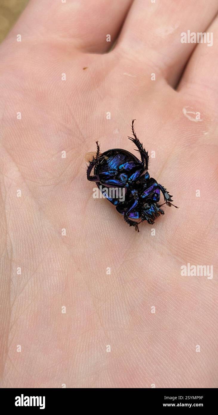 Woodland Dor Beetle (Anoplotrupes stercorosus), Insecta, Brockenhurst ...