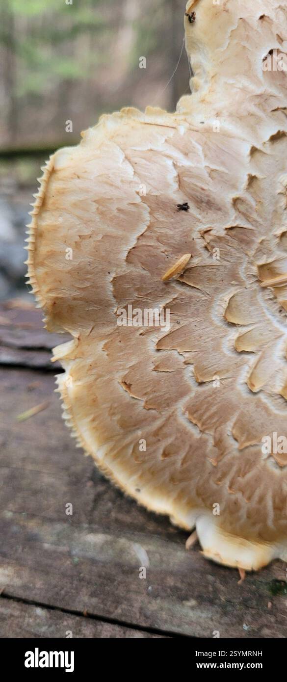 Brown cubical rot hi-res stock photography and images - Alamy