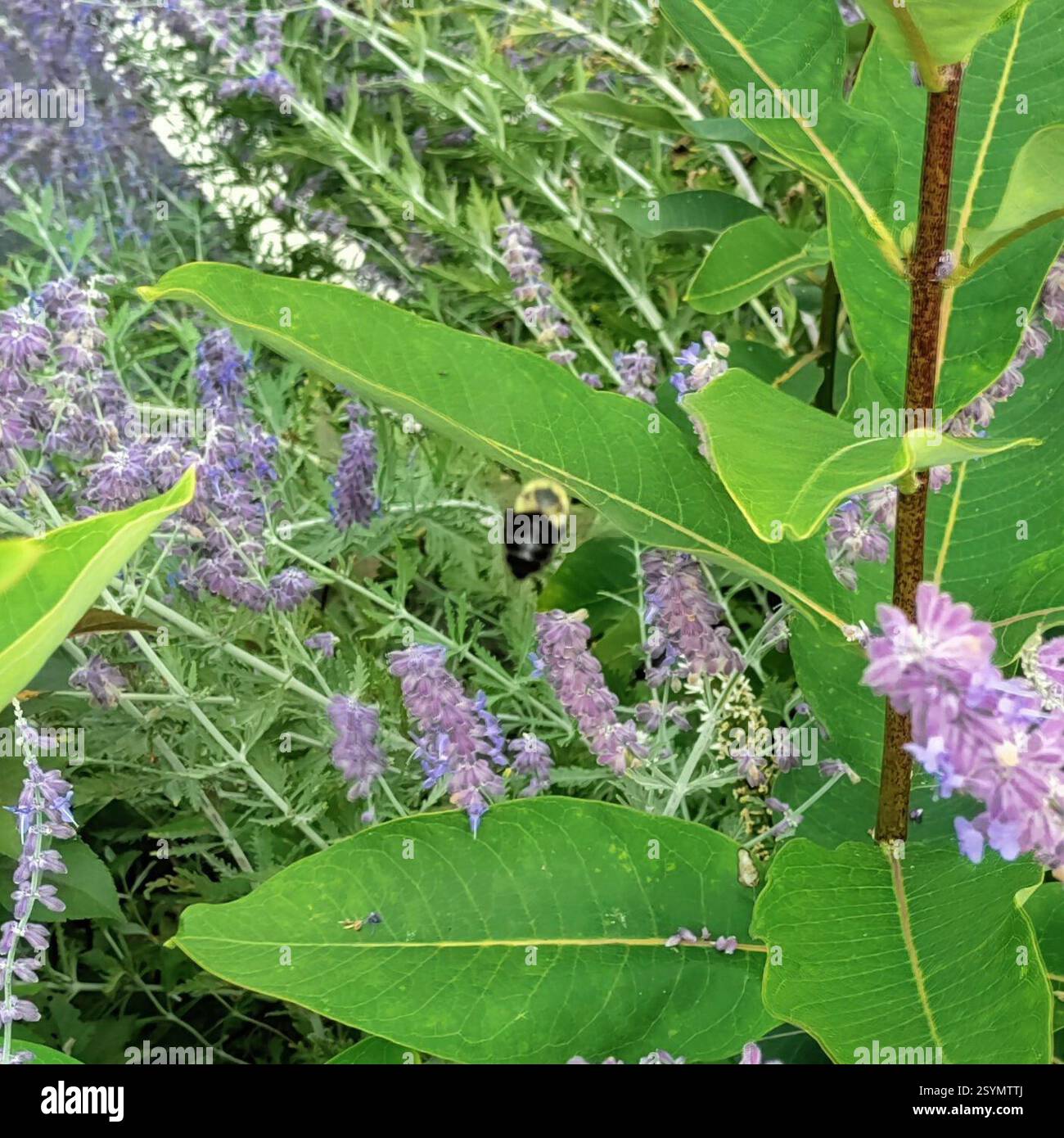 Common Eastern Bumble Bee (Bombus impatiens), Insecta, N 9th St and Chipperfield Dr NW, Arlington Heights, PA 18360, USA Stock Photo