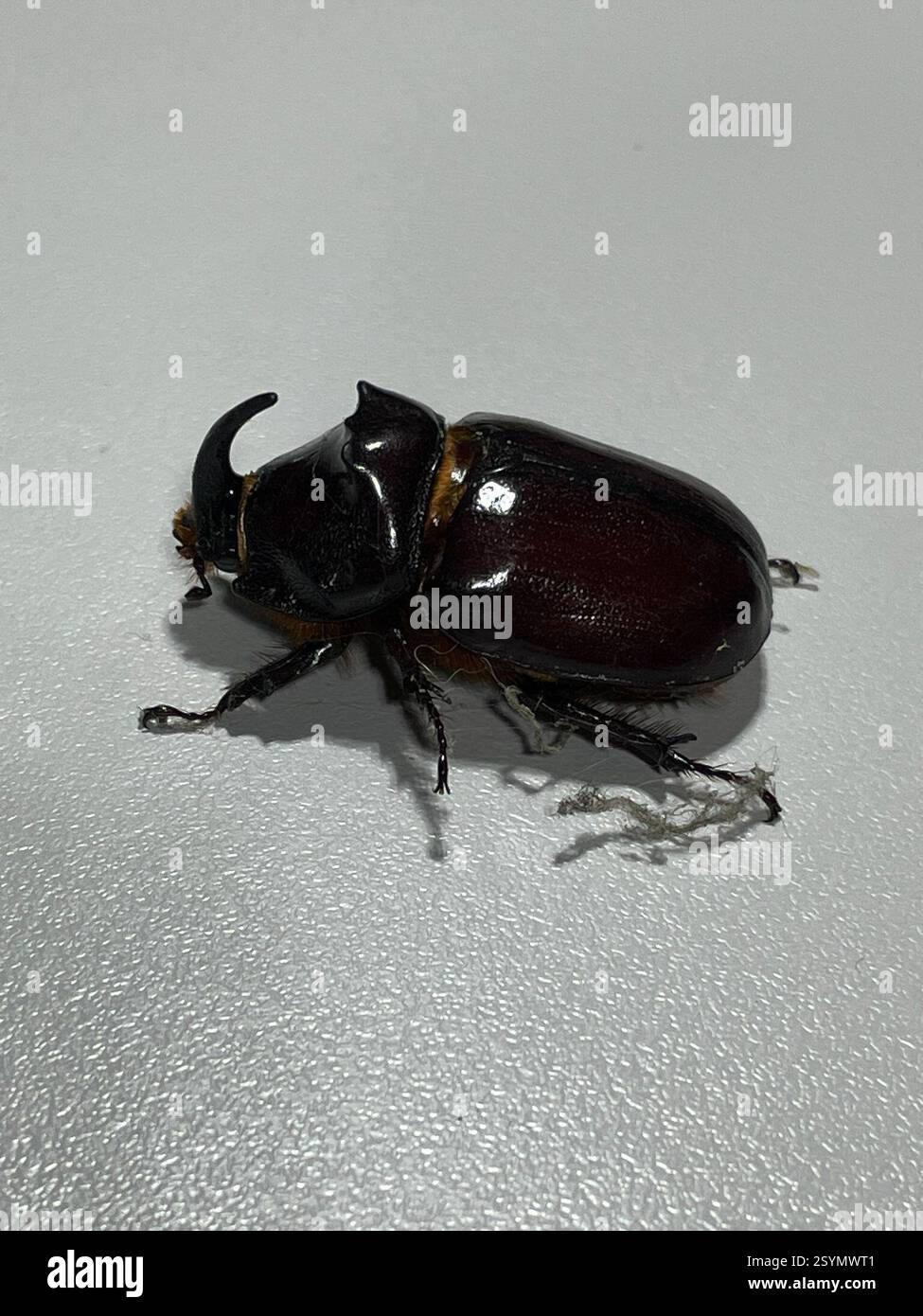 European Rhinoceros Beetle (Oryctes nasicornis), Insecta, 03149 Forst ...