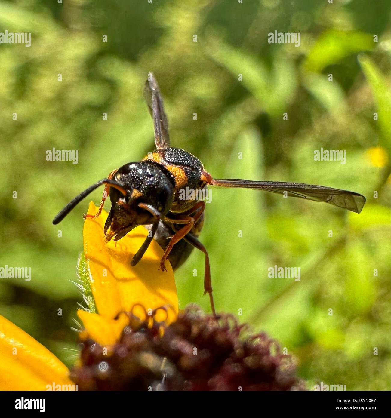 (Parancistrocerus fulvipes), Insecta, Kentucky, US Stock Photo - Alamy