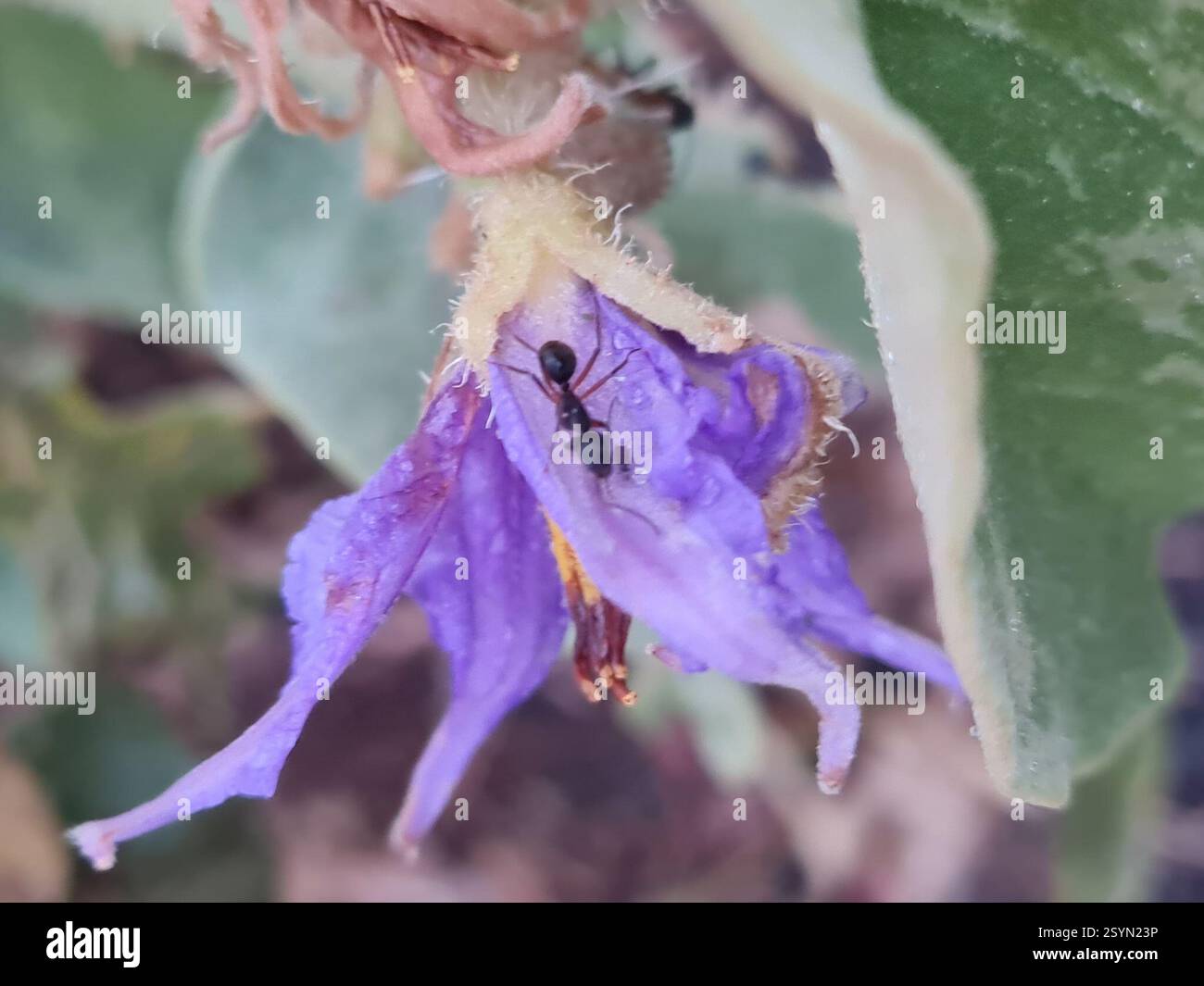 Spiny Solanums (Leptostemonum), Plantae, 0 - Asa Norte Superquadra ...