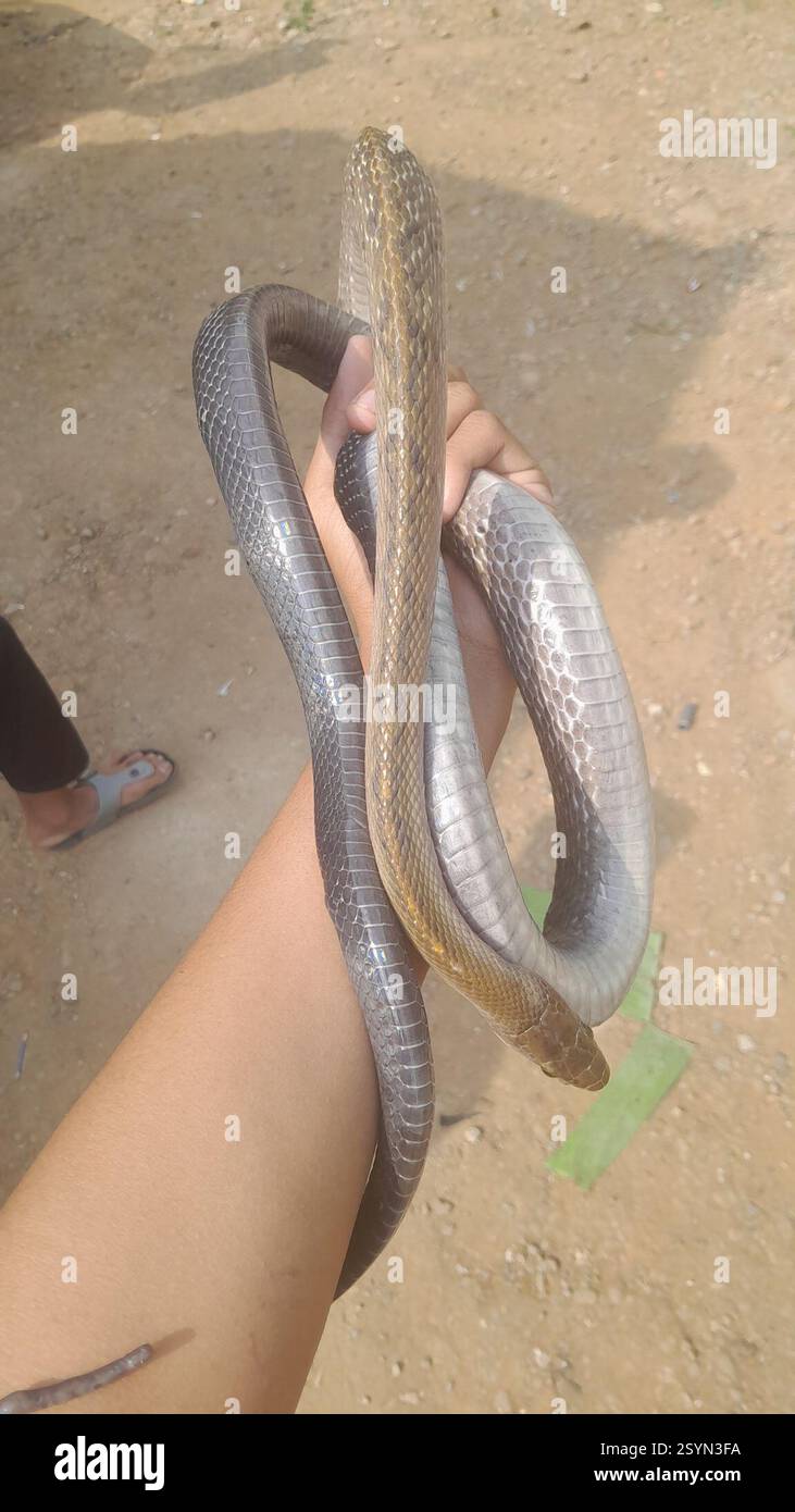 Black copper rat snake hi-res stock photography and images - Alamy