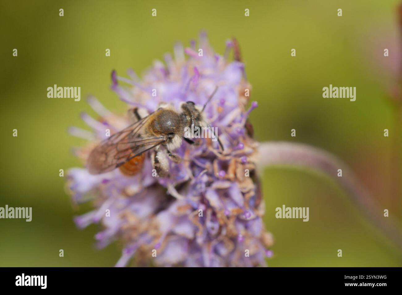 Small scabious mining bee andrena marginata hi-res stock photography and  images - Alamy