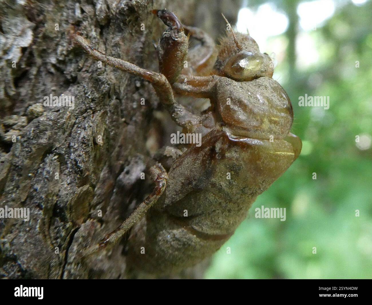 Typical Cicadas (Cicadidae), Insecta, Warren, VT 05674, USA, On the ...