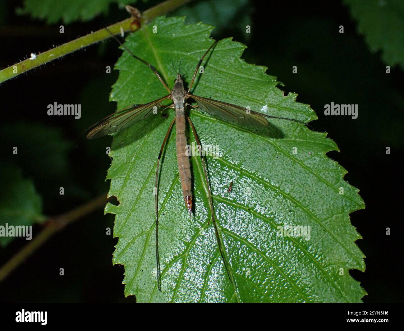 European Crane Fly (Tipula paludosa), Insecta, Midlothian, UK Stock ...
