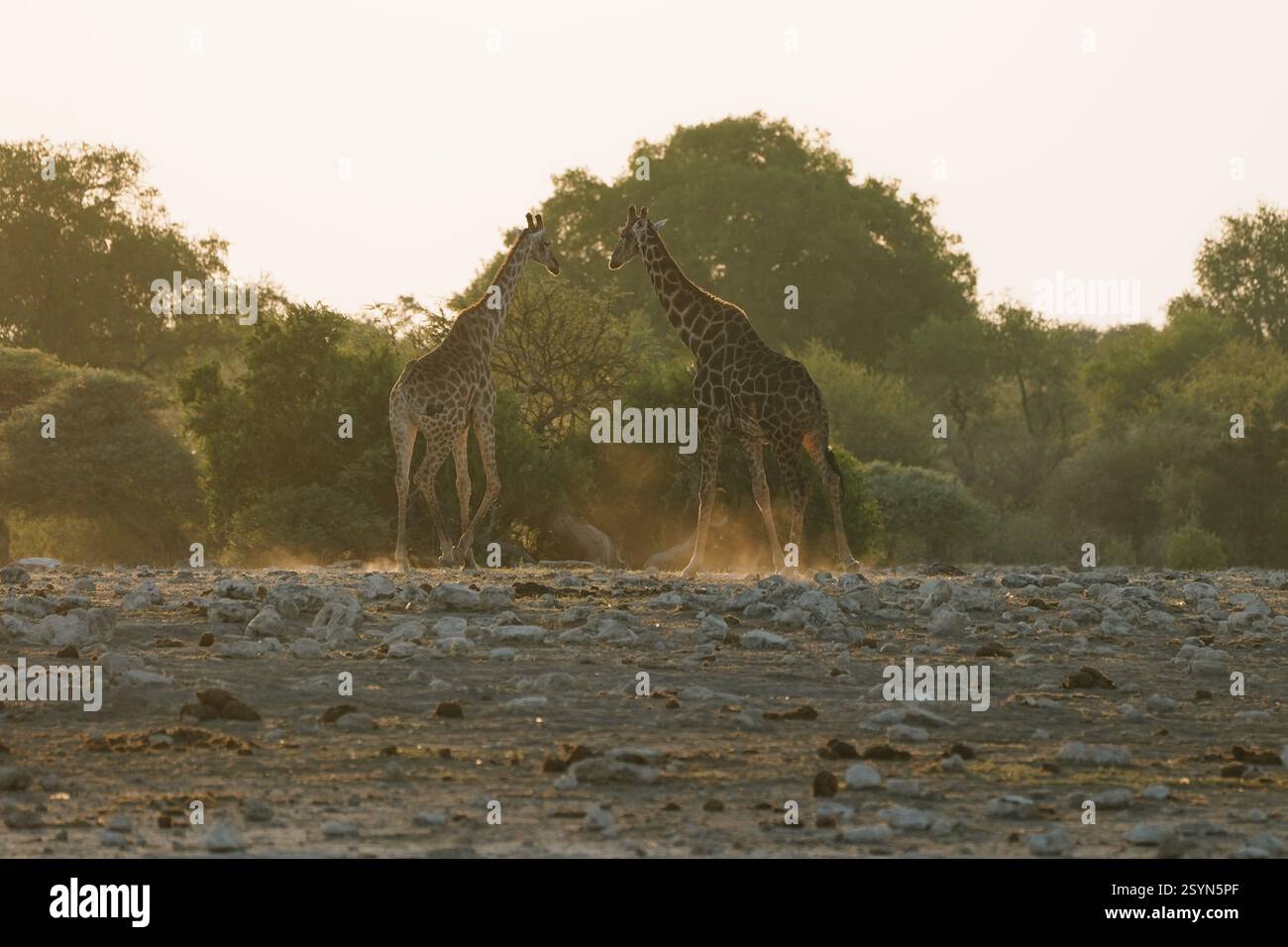 Giraffes walking in low hi-res stock photography and images - Alamy