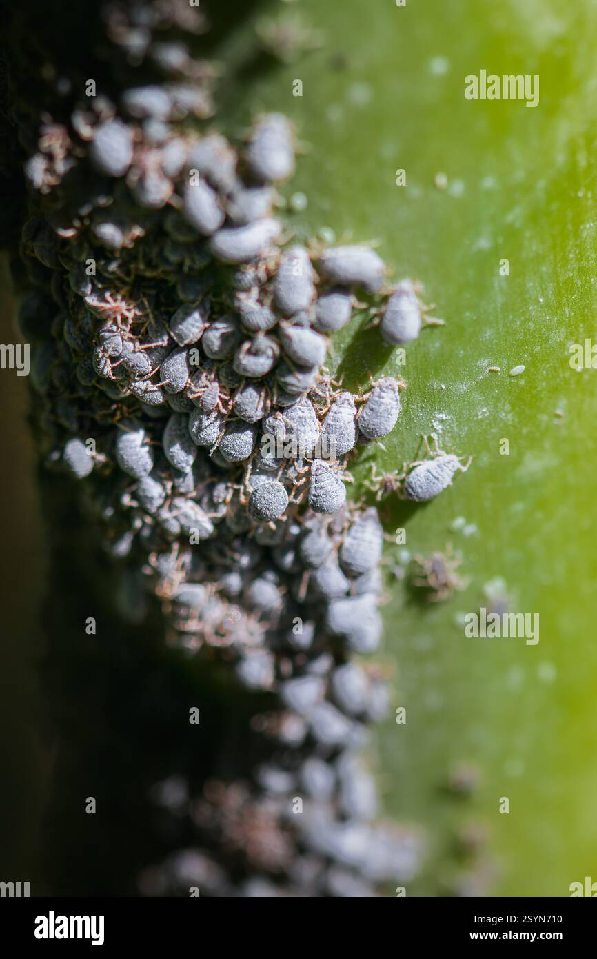 Group of scale insects hi-res stock photography and images - Alamy