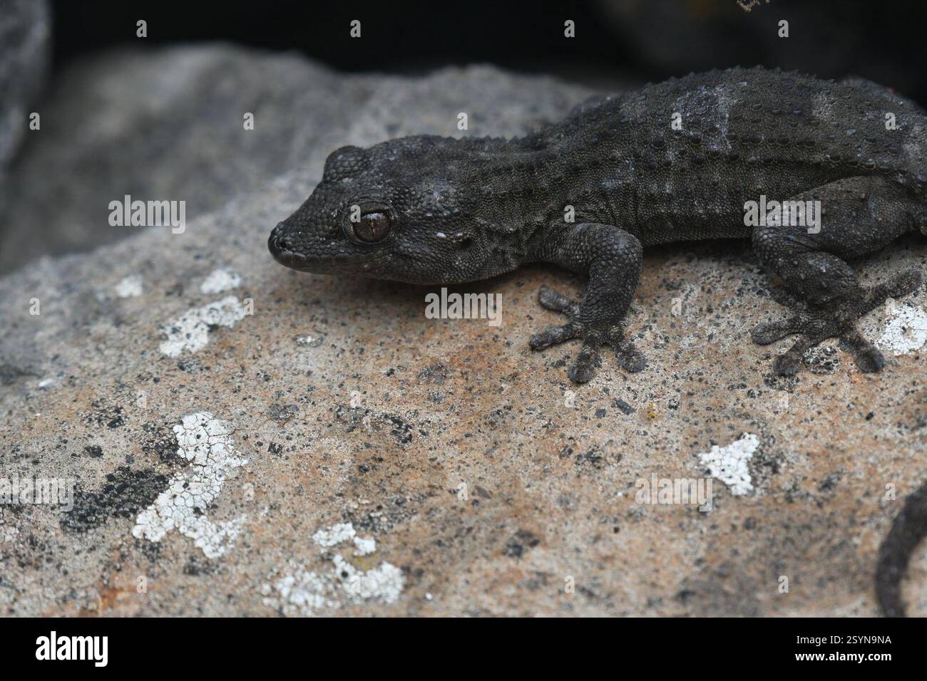 tenerife-wall-gecko-tarentola-delalandii-reptilia-s-n-gal-stock