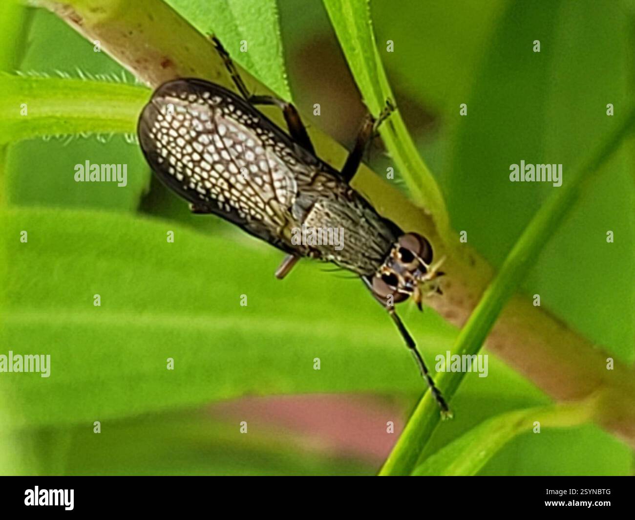 Coremacera marginata hi-res stock photography and images - Alamy