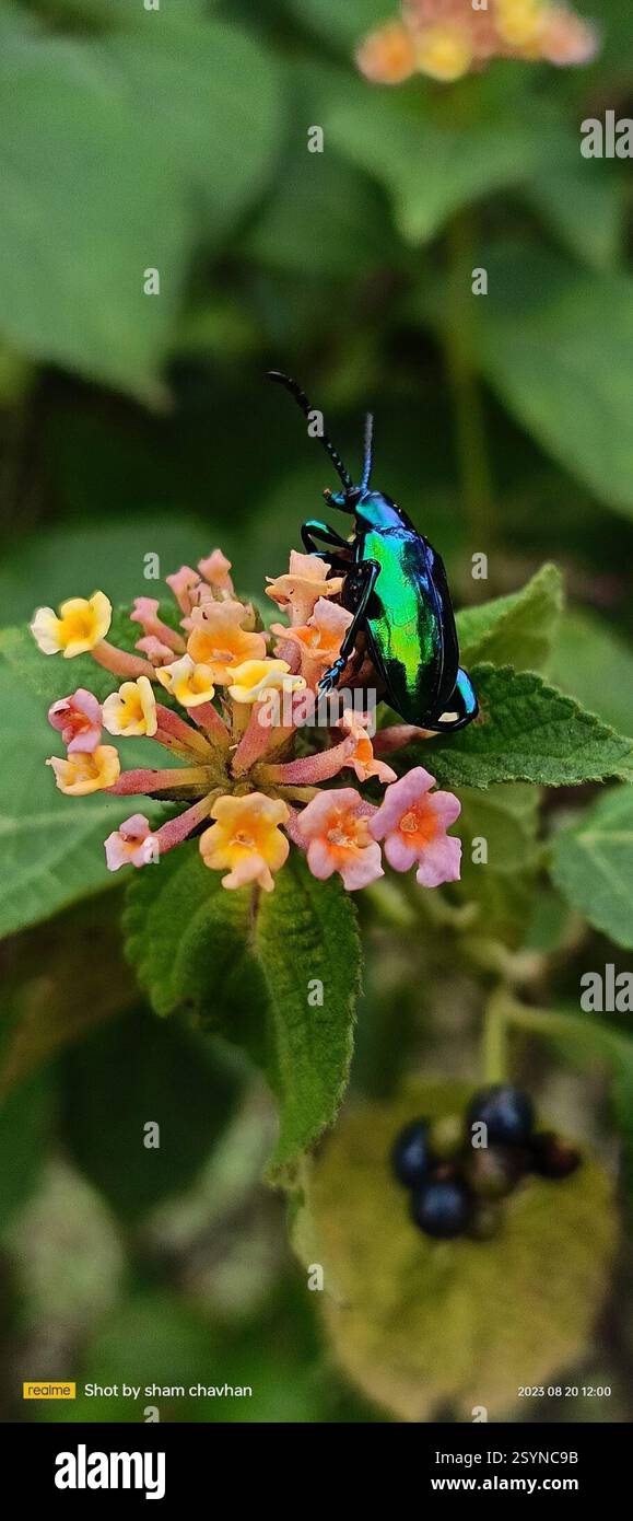 Frog-legged leaf beetle (Sagra femorata), Insecta, Ahmednagar Stock ...