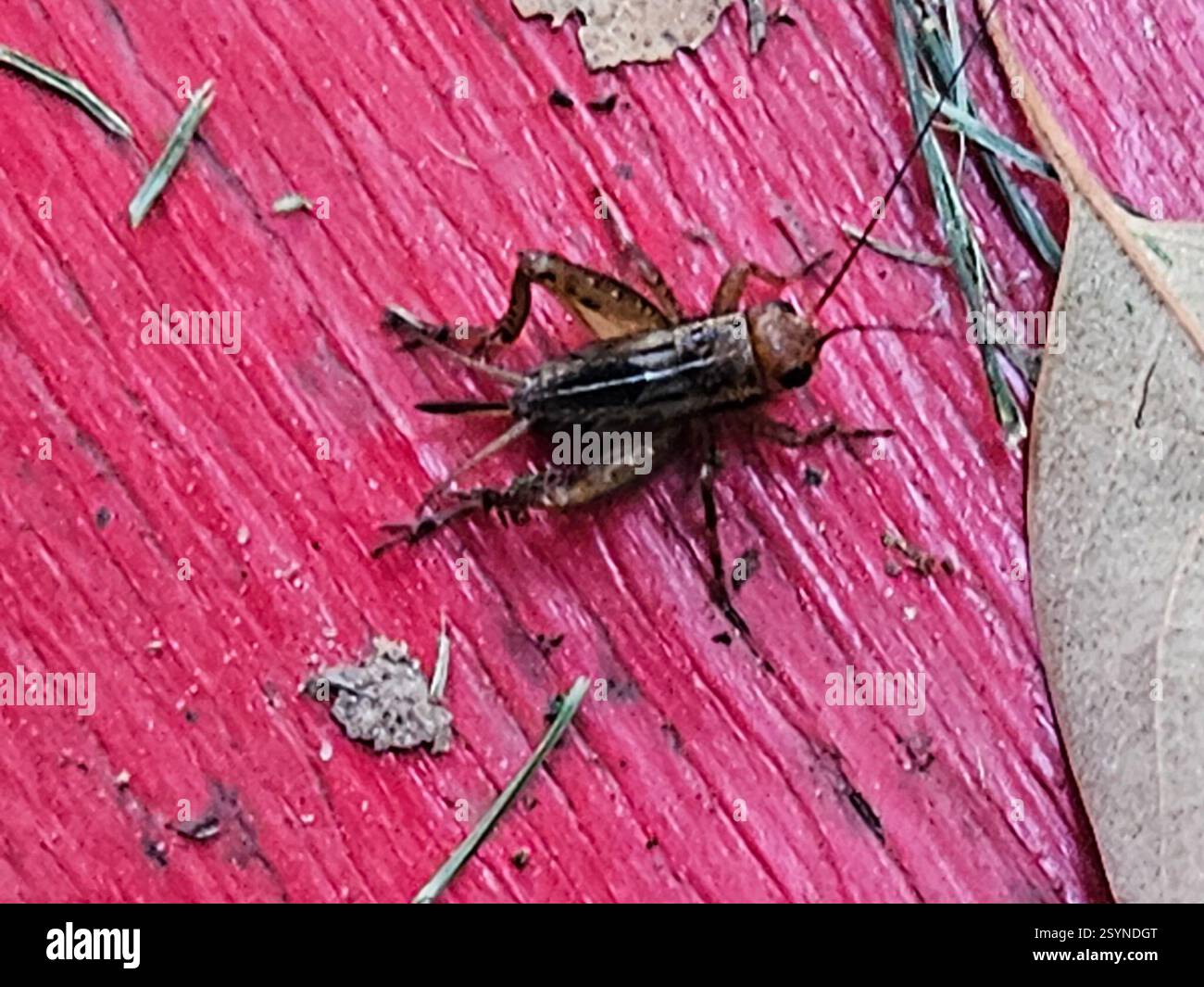 Robust Ground Crickets (Allonemobius), Insecta, College Park, MD, USA ...