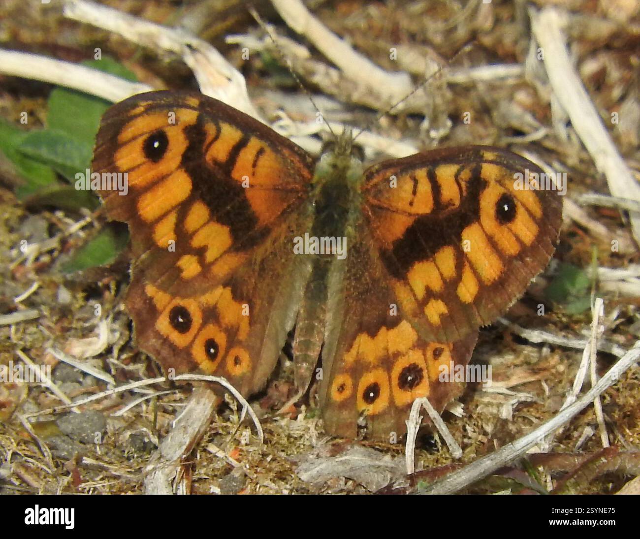 Wall Brown (Lasiommata megera), Insecta, 24320 Lusignac, France Stock ...