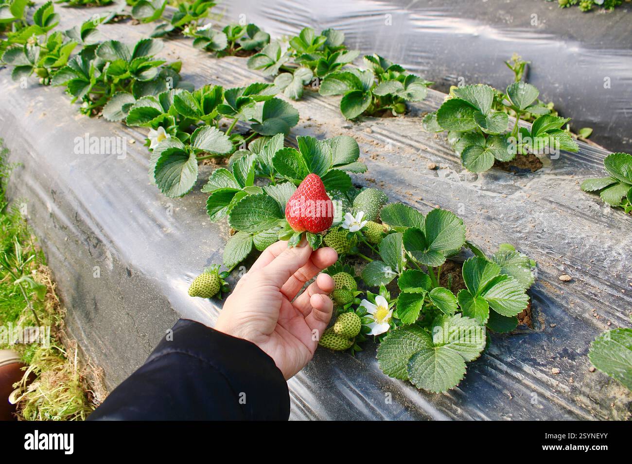 Hand holding a ripe red strawberry in a field. Organic farming and fresh fruit harvest concept with unripe strawberries and flowers in the background. Stock Photo